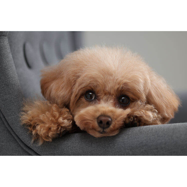 Canon EOS R10 數位單眼相機